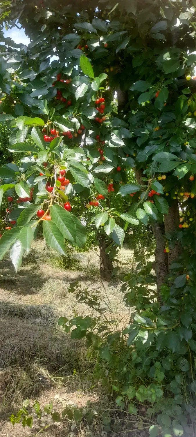 باغ فروشی  روستای دغدغان بخش خواجه