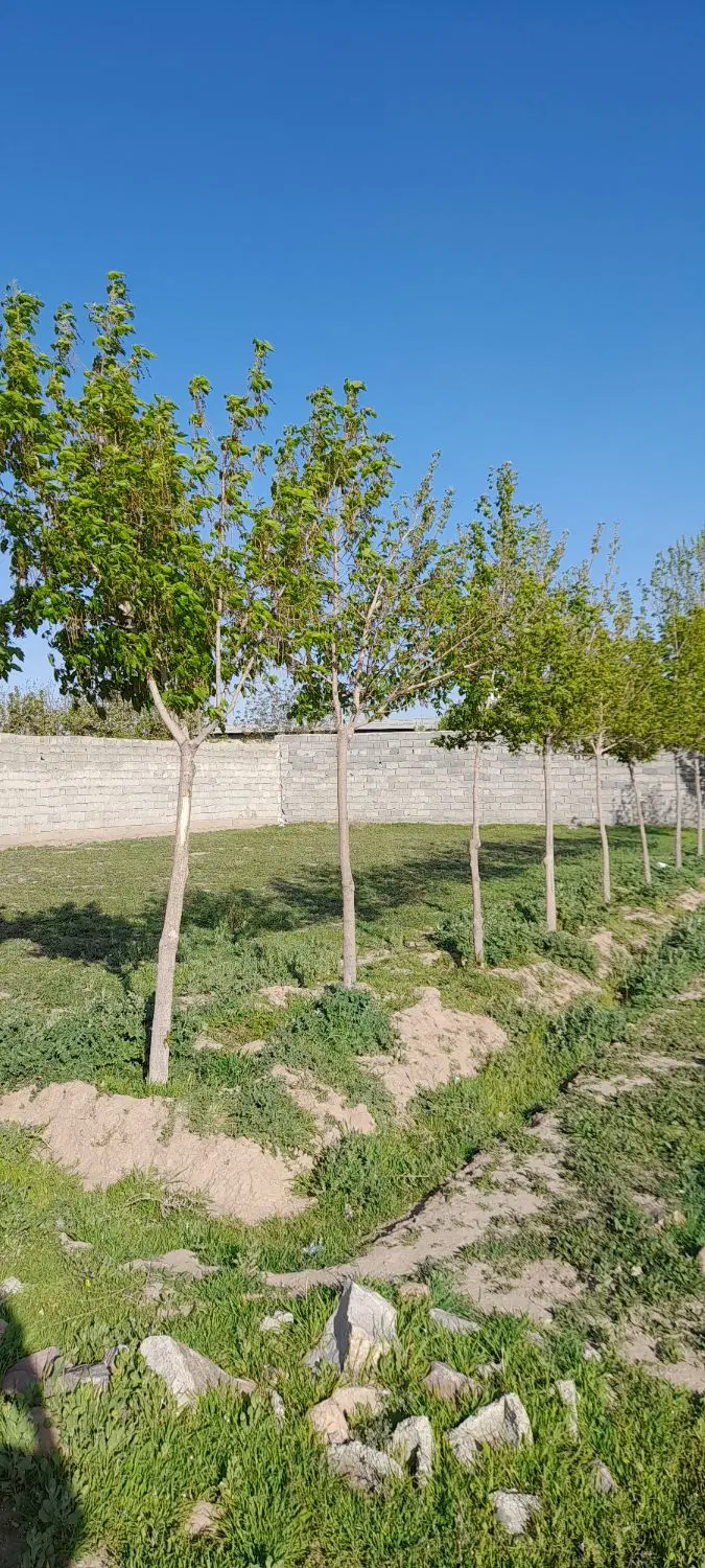 زمین