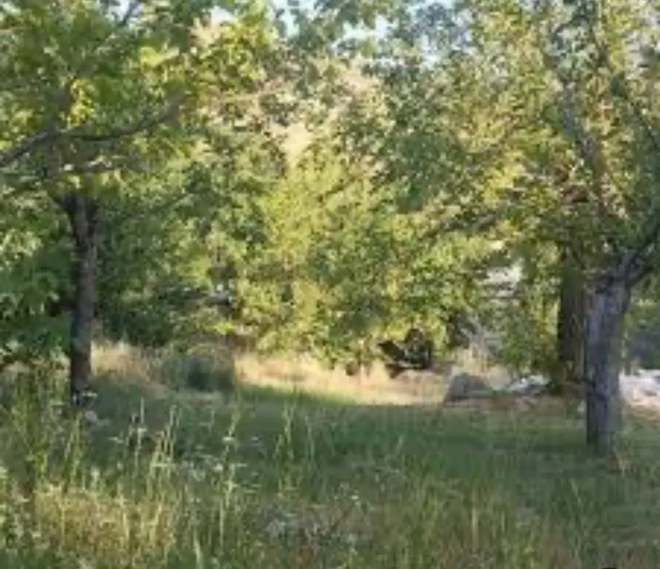زمین باغی