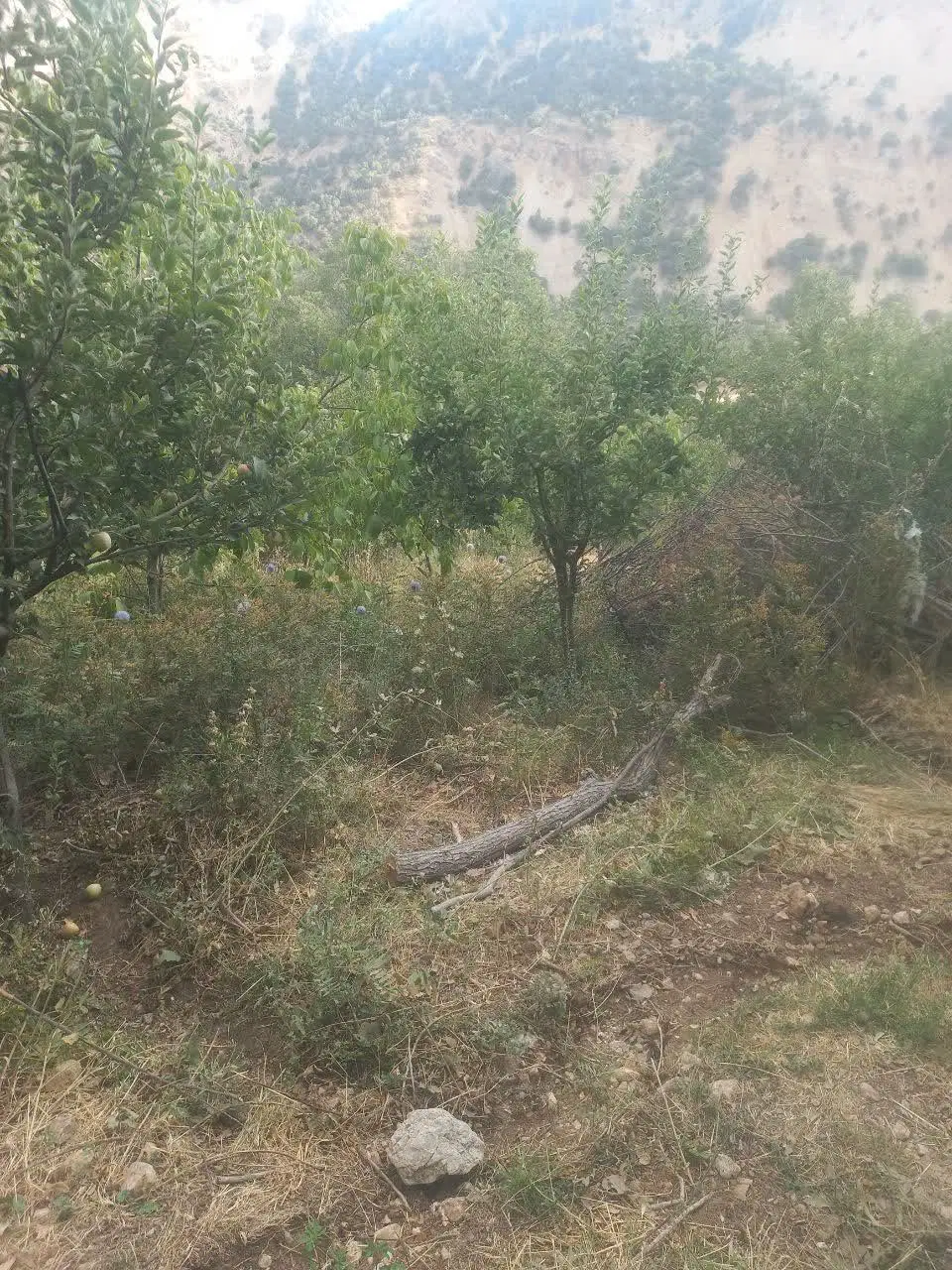 باغ سر جاده در روستای چشمه چنار