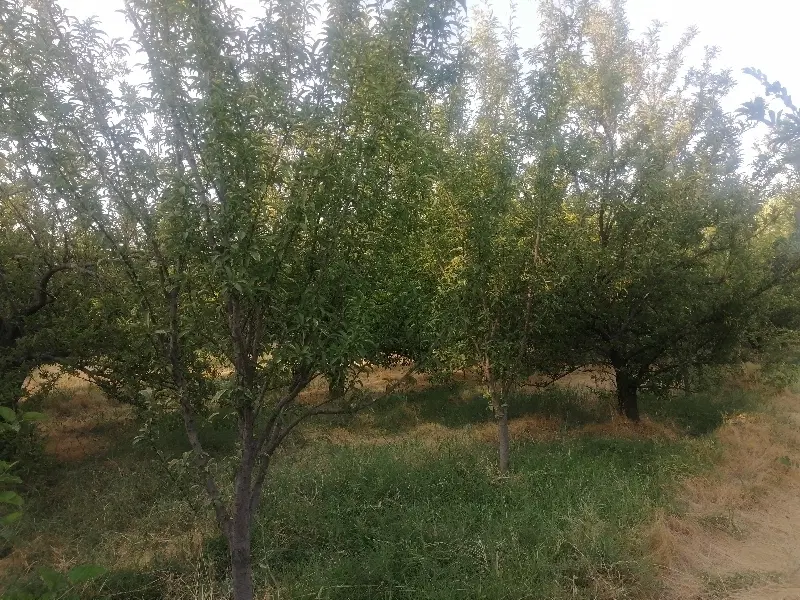 باغ میوه در نزدیکی پل آیت الله وحیدی