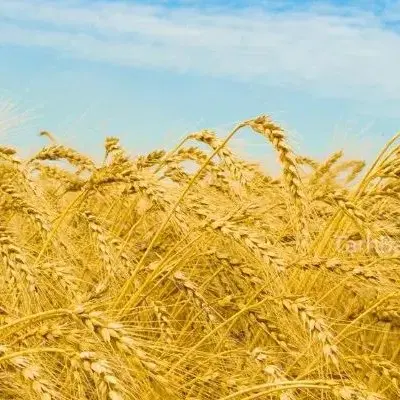 زمین کشاورزی و باغی