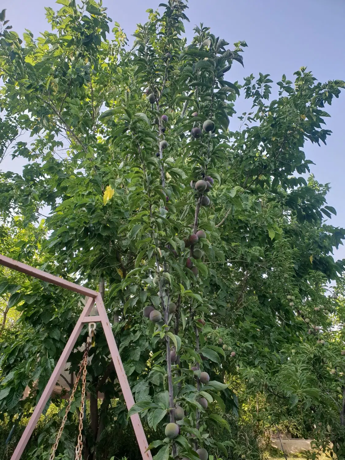 باغ سمت فردوسی شاهنامه ۶