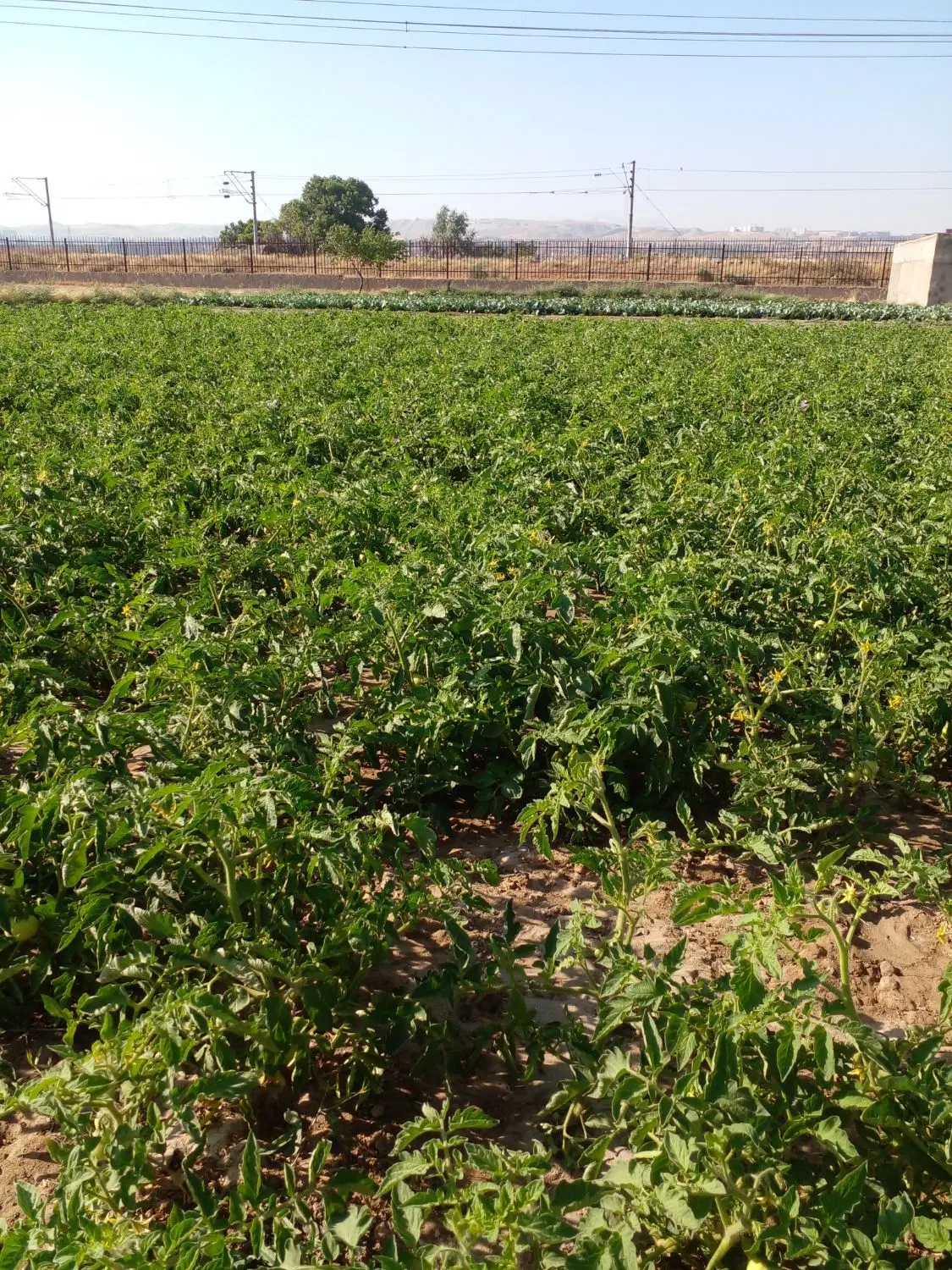 زمین زراعی