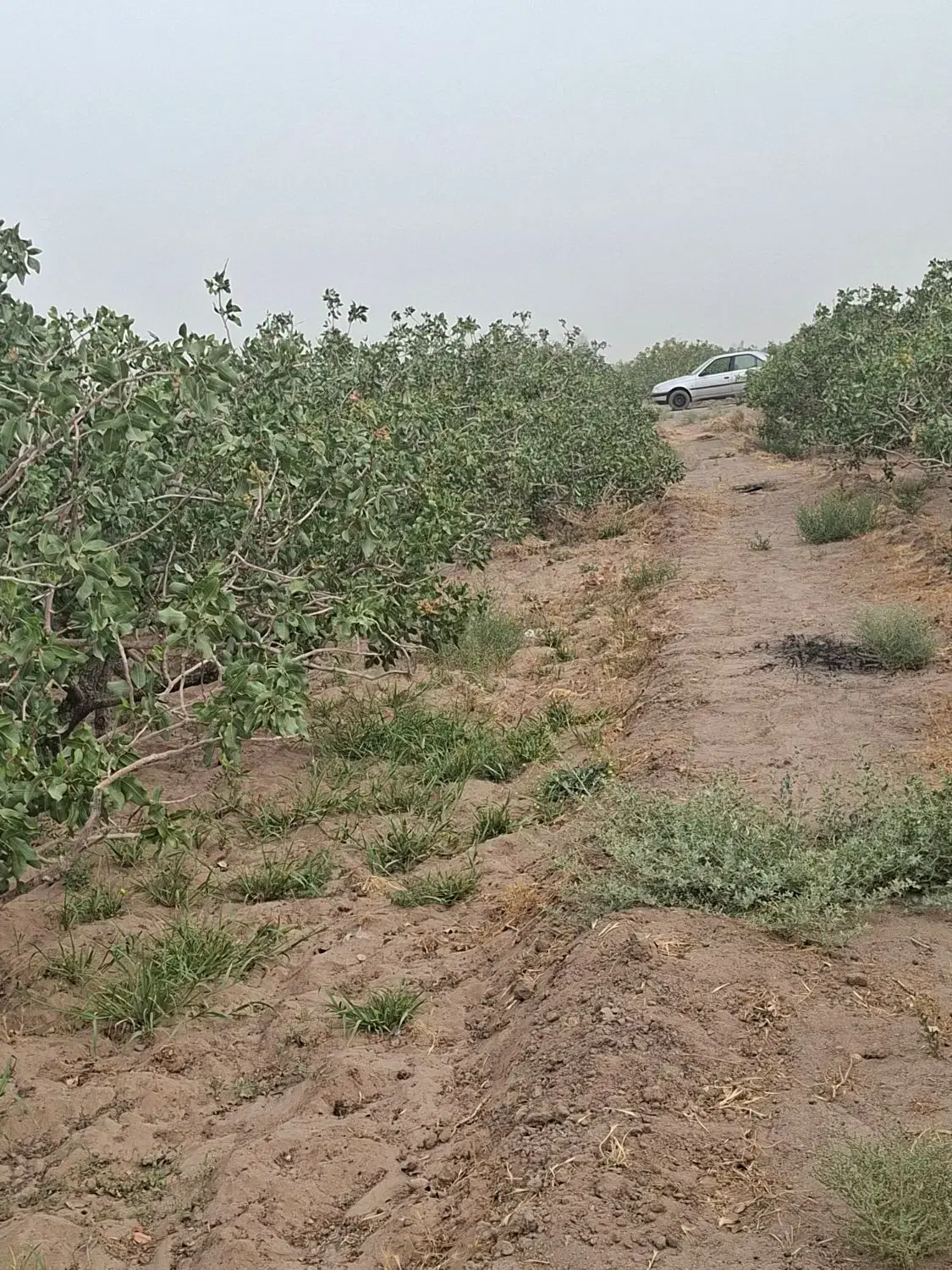 زمین مسکونی احمدآباد