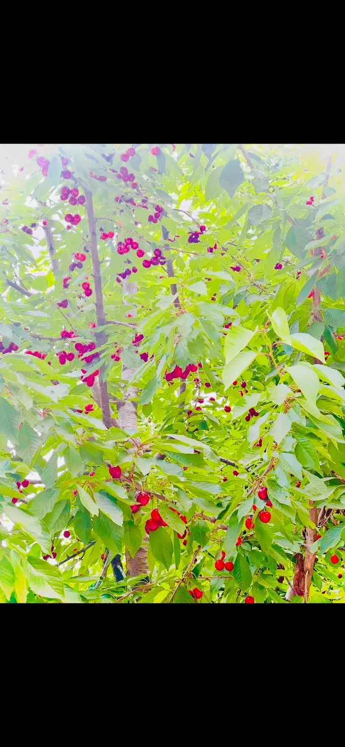 باغ با بنااستخردرخت بزرگ فضا سازی آب برق نورپردازی