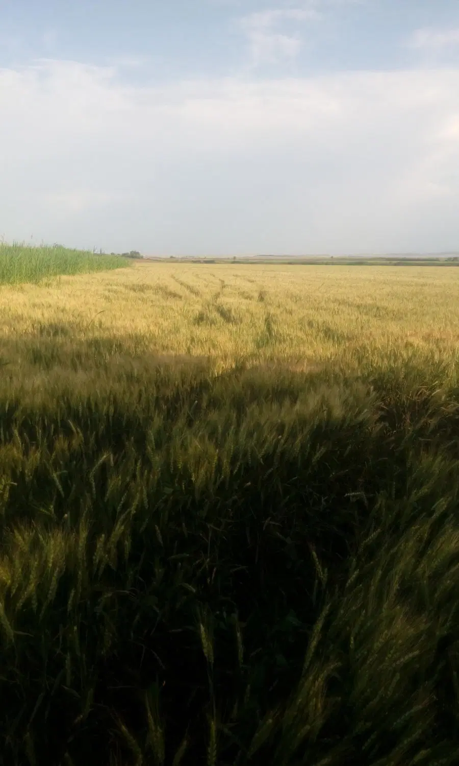 جاره 3_5هکتار زمین برای گوجه یا کشت آزاد یکساله