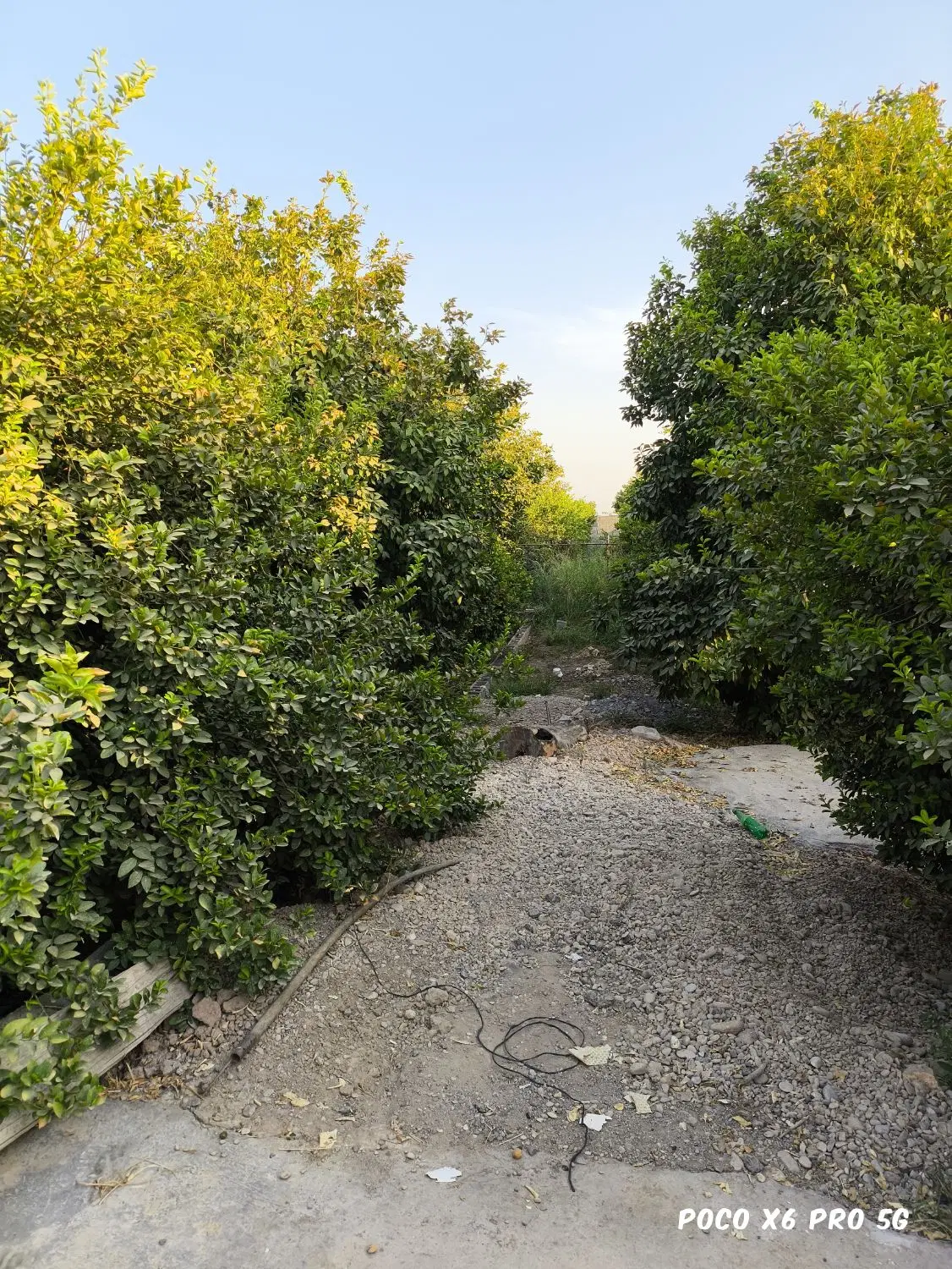 فروش باغچه