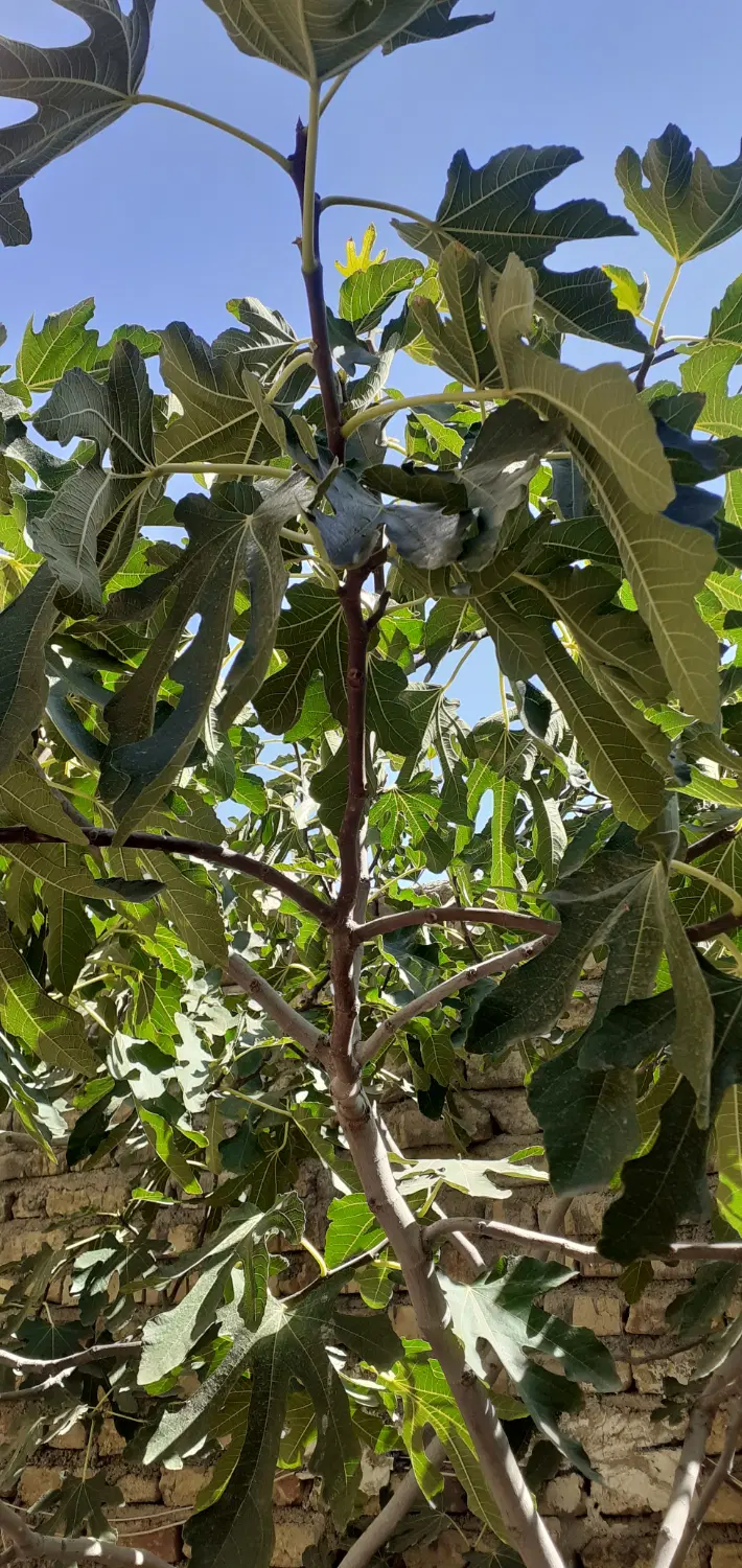 فروش باغ شهر