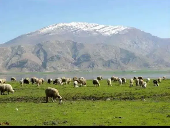 فروش زمین به متراژ ۱۵۰۰۰متر چهارتنگ سفلی