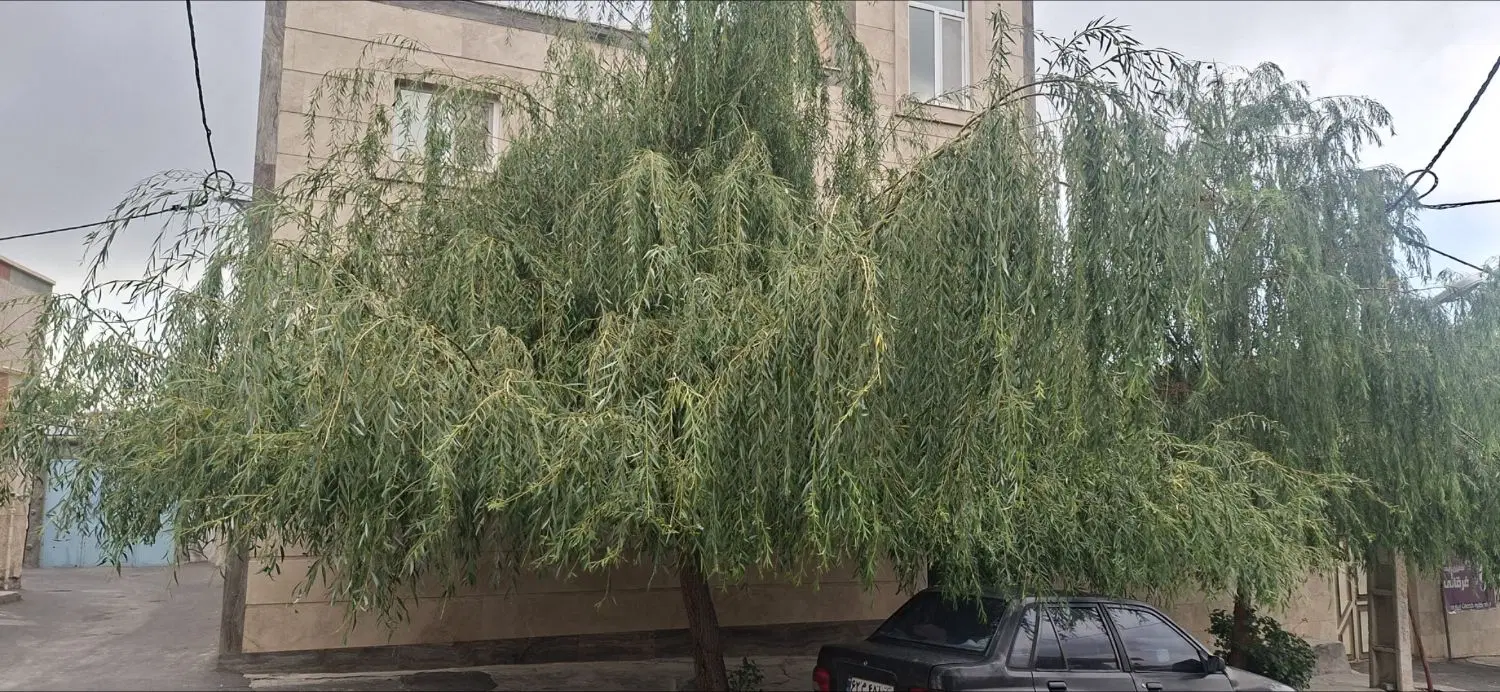قطعه ویلایی ۶۵۰ متری سعید اباد