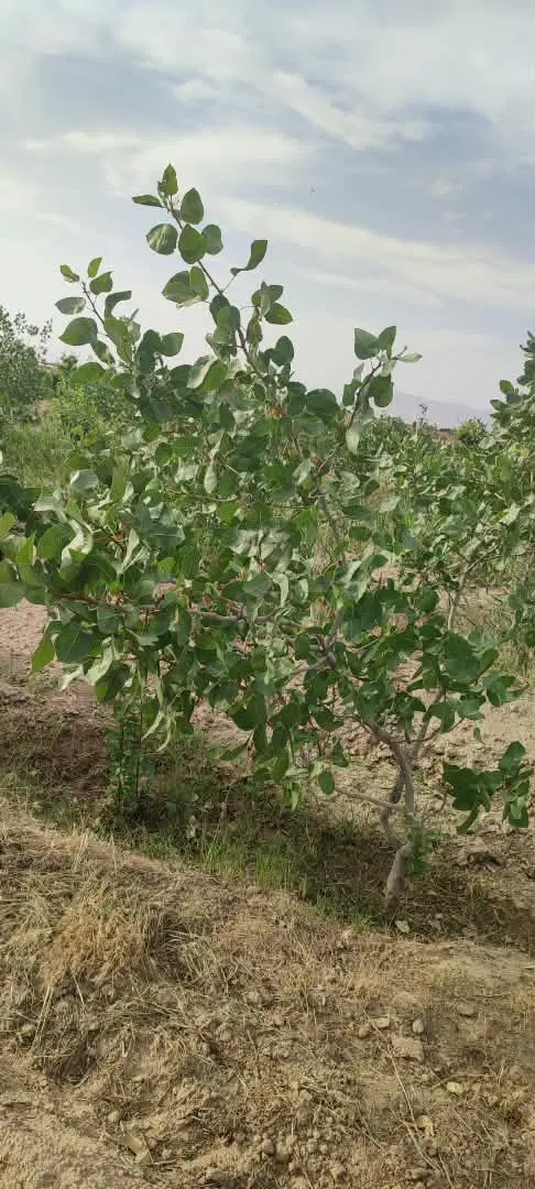 باغ پسته