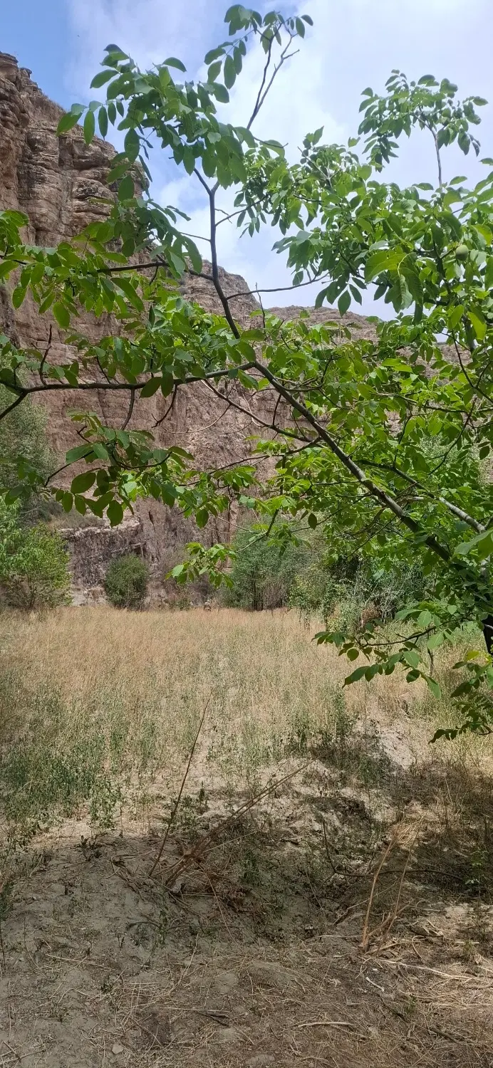 فروش باغ