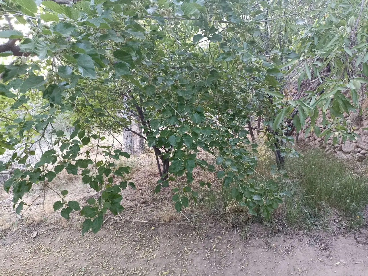 باغ بنادک سادات یزد ۱۰۰۰ متری