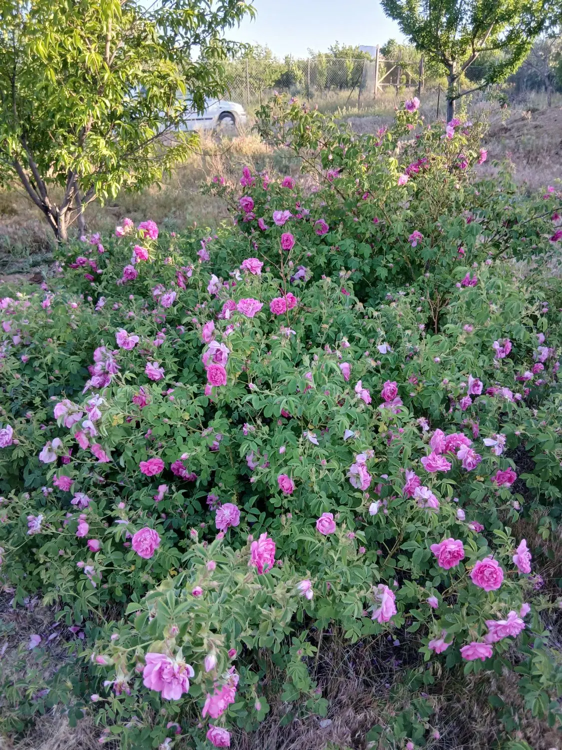 یک قطعه باغ ساوالان زنجان