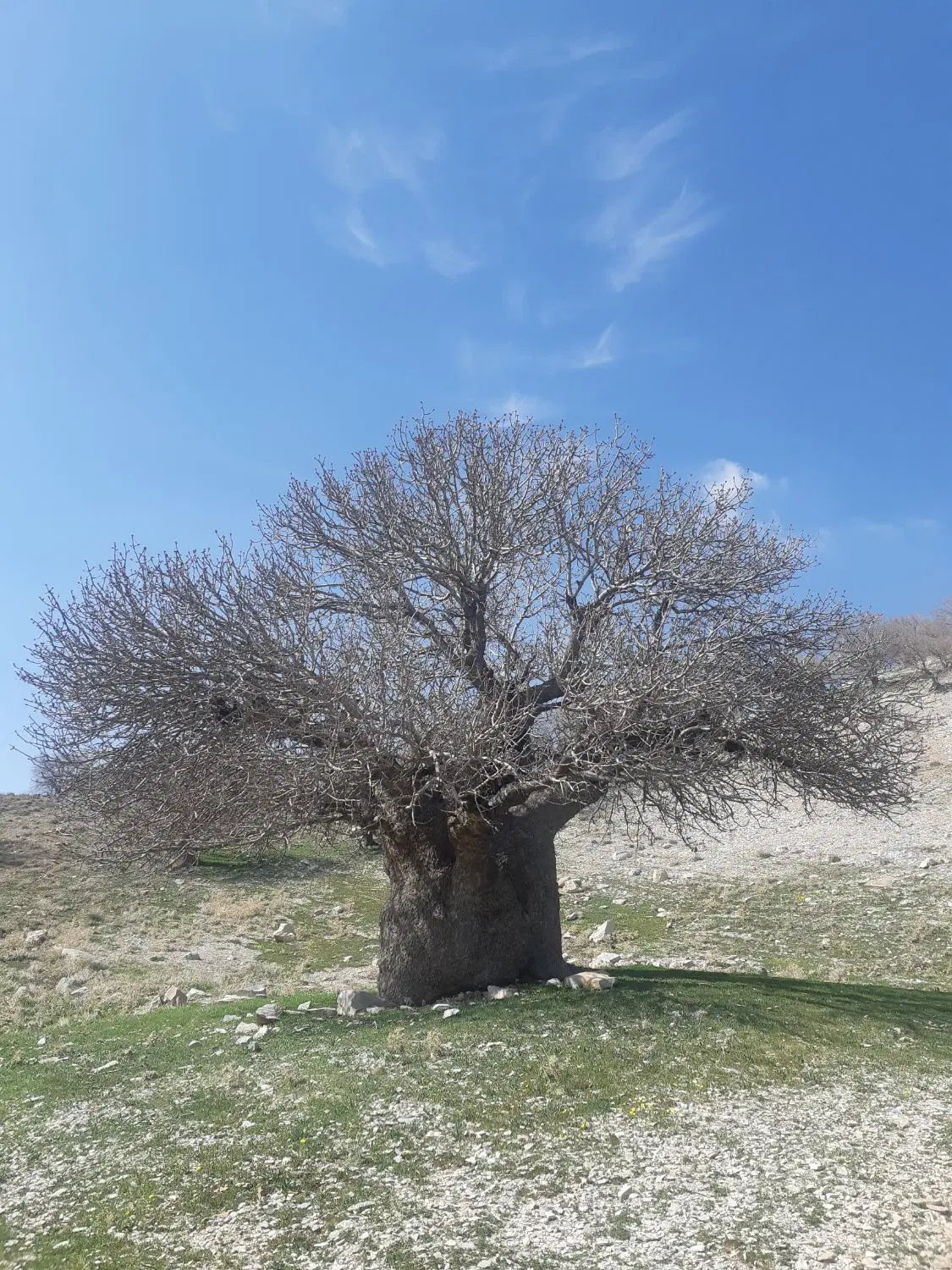 زمین باغ چشمه کبود(گرگاو)