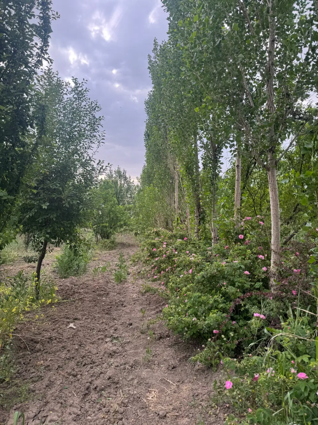 باغ ۱۰۰۰ متری قزانچی