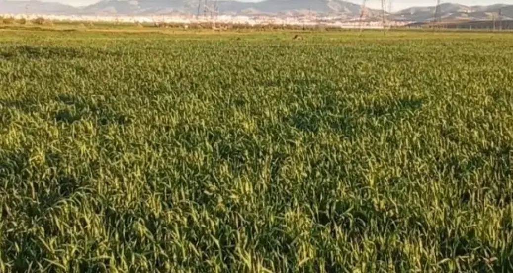 زمین کشاورزی