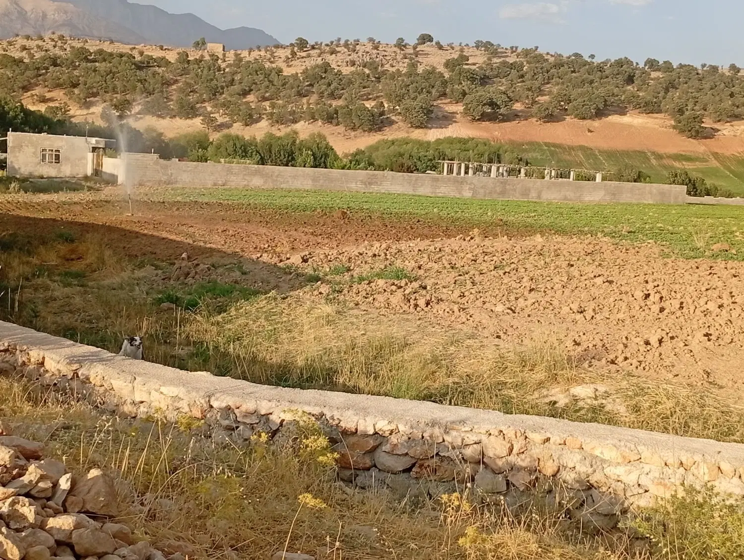 زمین در روستای شاه مختار
