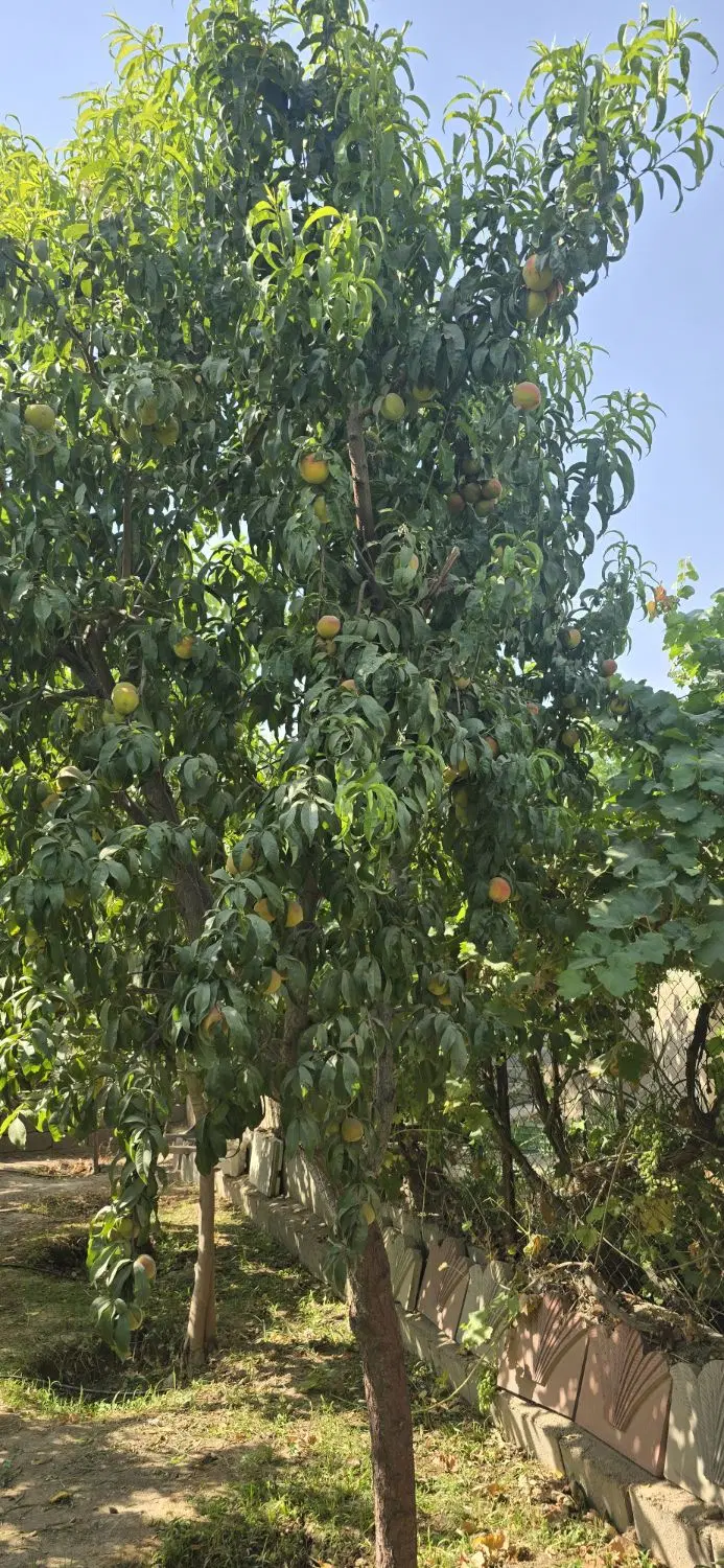 باغچه فروشی