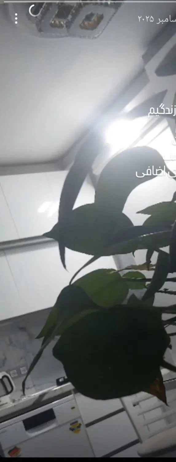 فروش آپارتمان تک واحدی دوبر