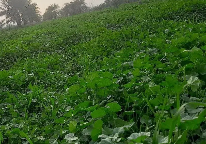 اجاره زمین کشاورزی
