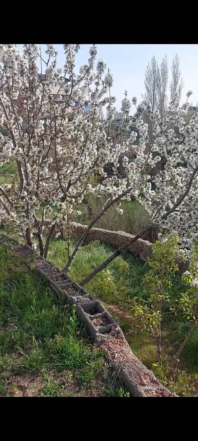 باغ ویلا زرشک