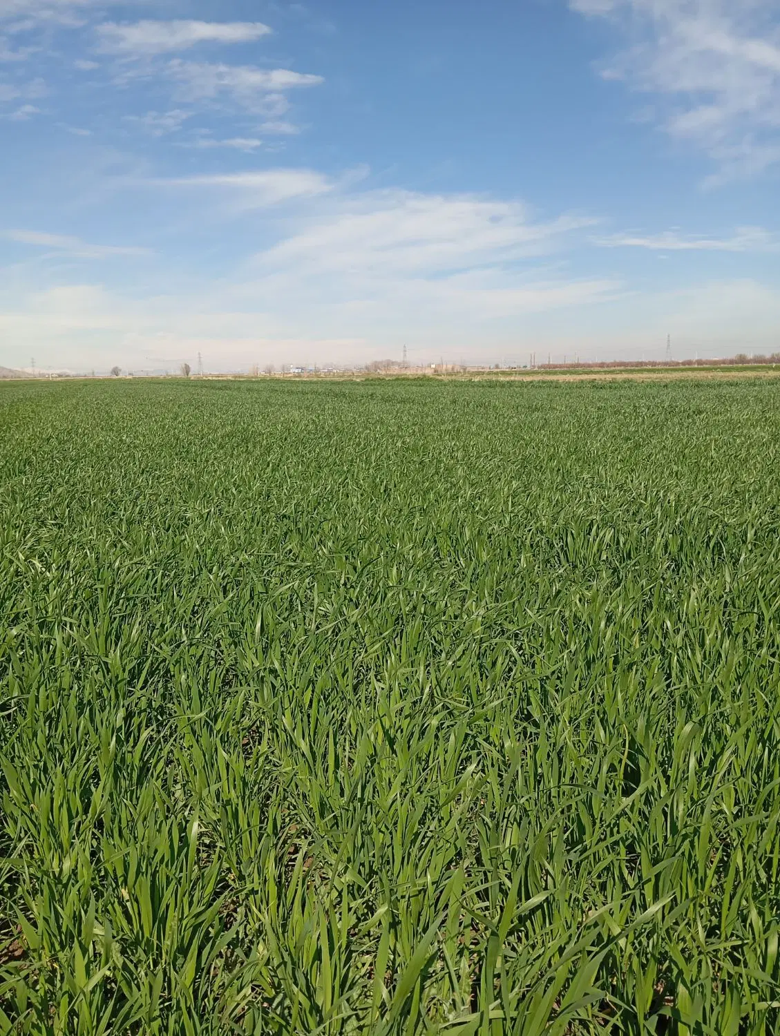 اجاره یک هکتار زمین کشاورزی .