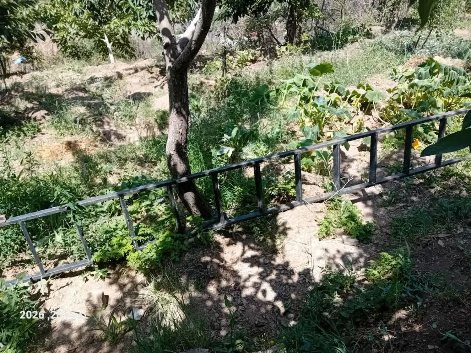 باغ میوه