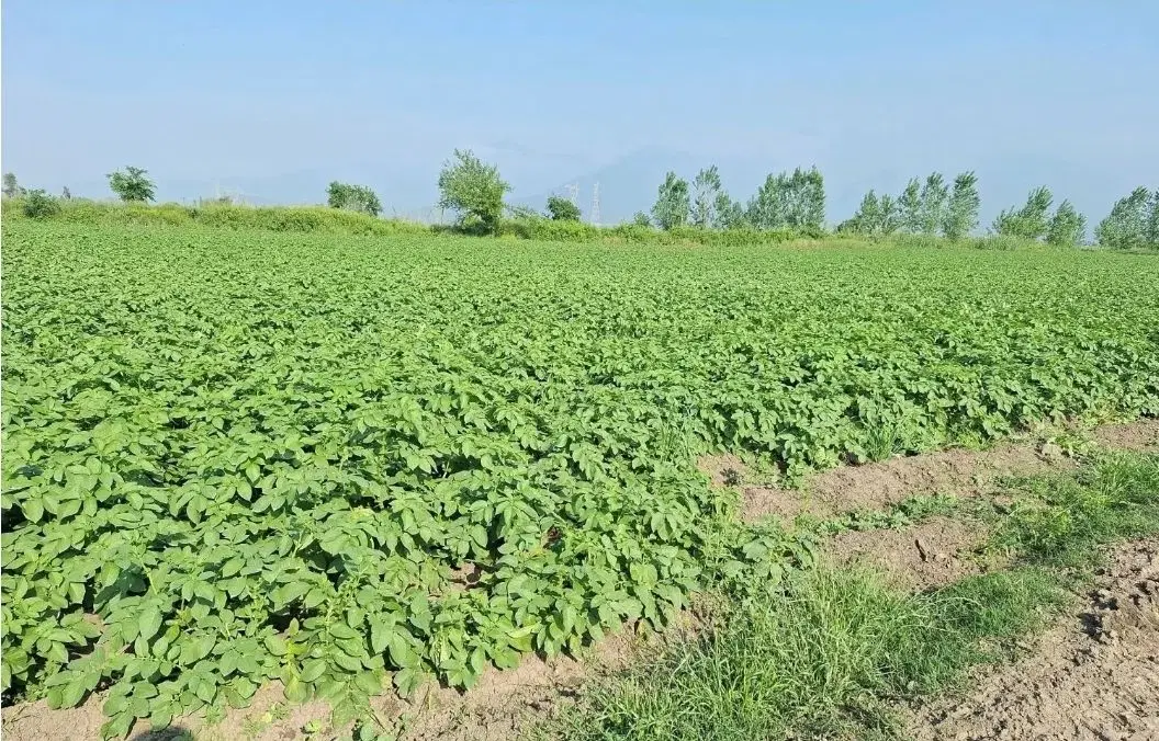 زمین فروشی معصوم آباد
