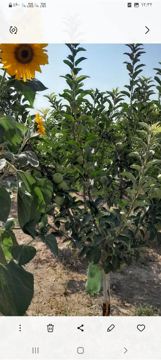 باغچه در نظرآباد