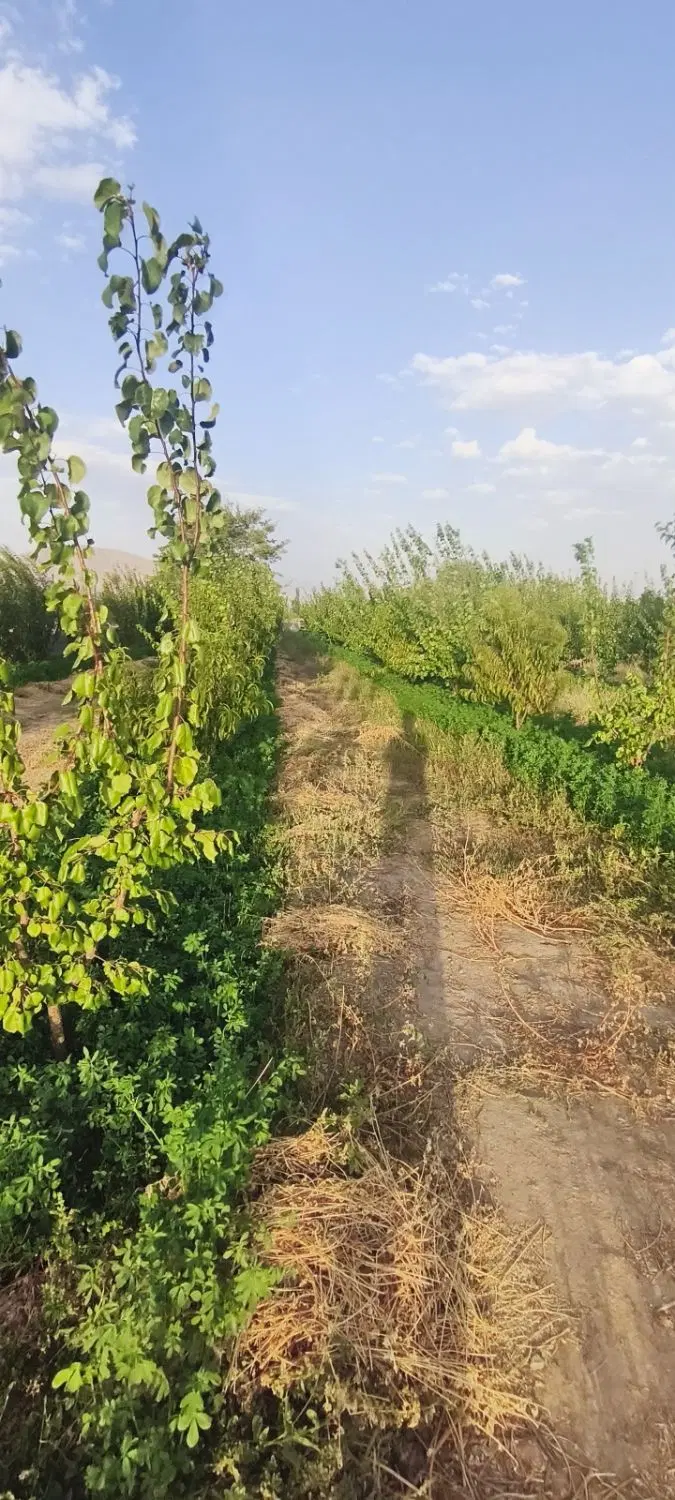 باغ زیبا و فنس دار