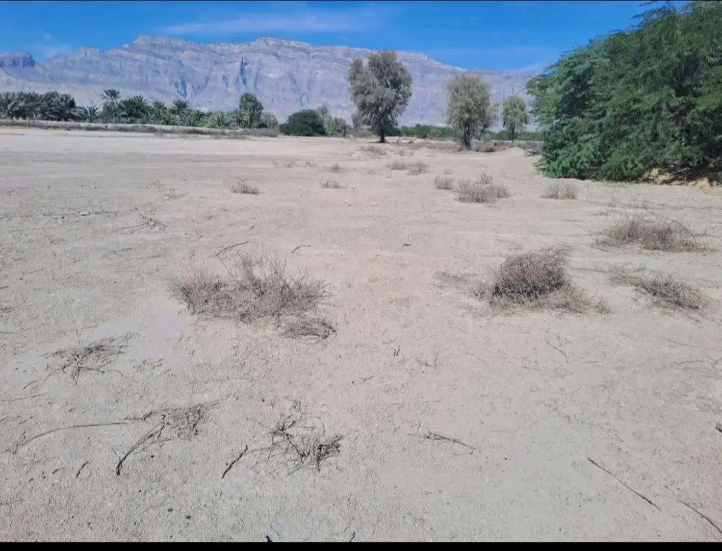 فروش ۳ هکتار زمین کشاورزی