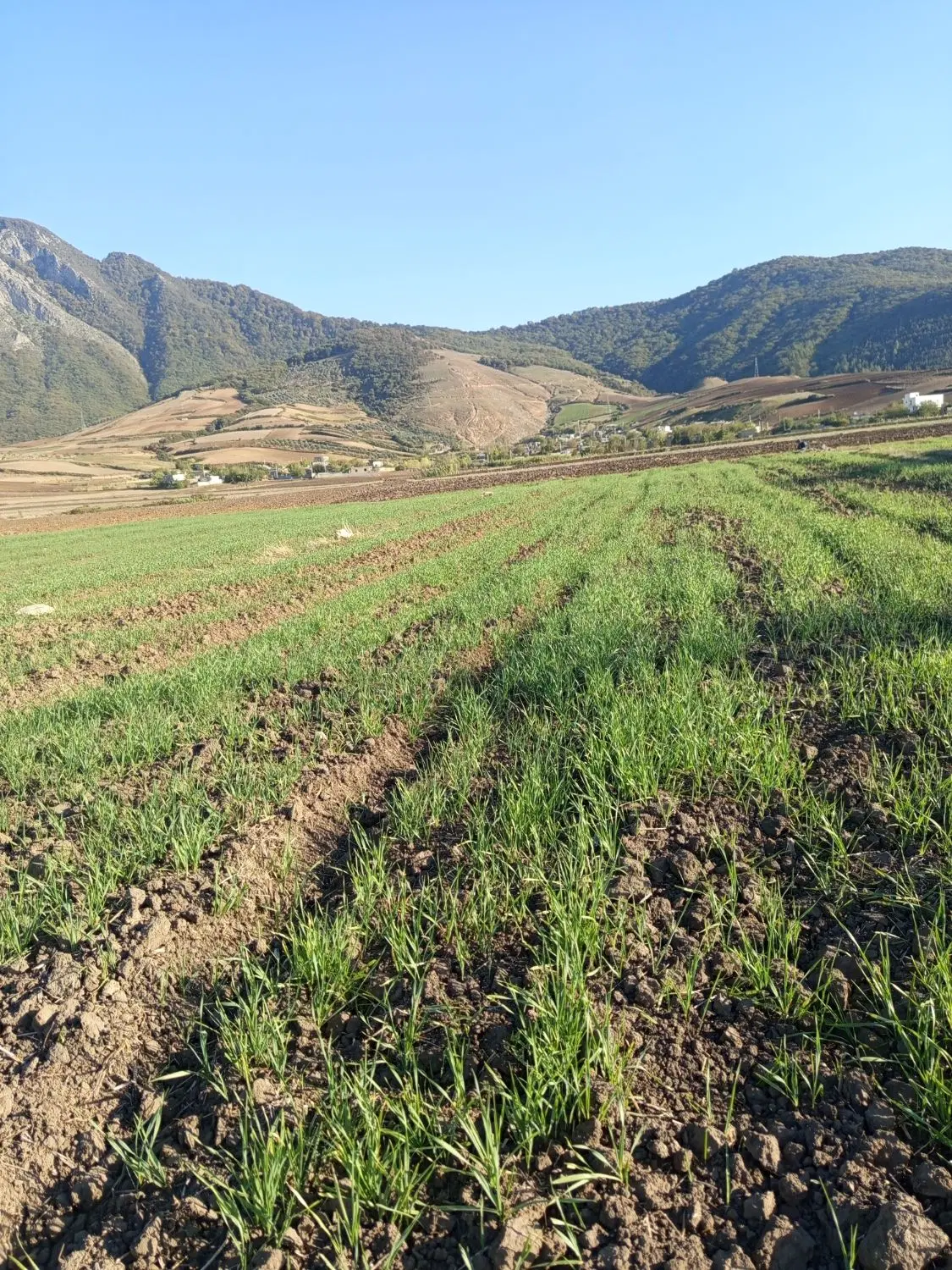 زمین کشاورزی