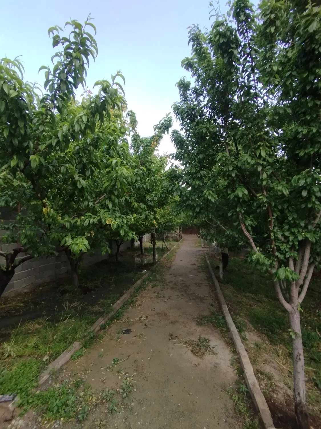 باغ و باغچه