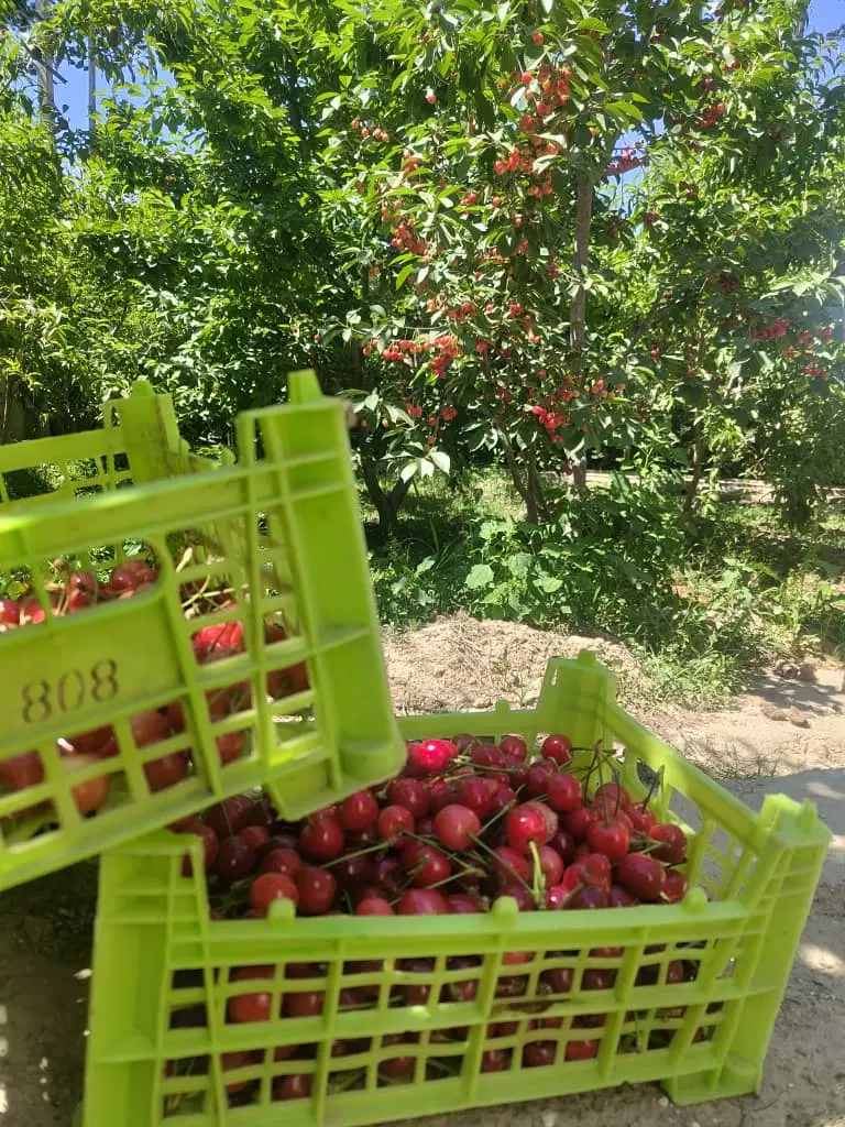 باغ میوه چهاردیواری گلخانه ارتفاع۶ متری آب اختصاصی