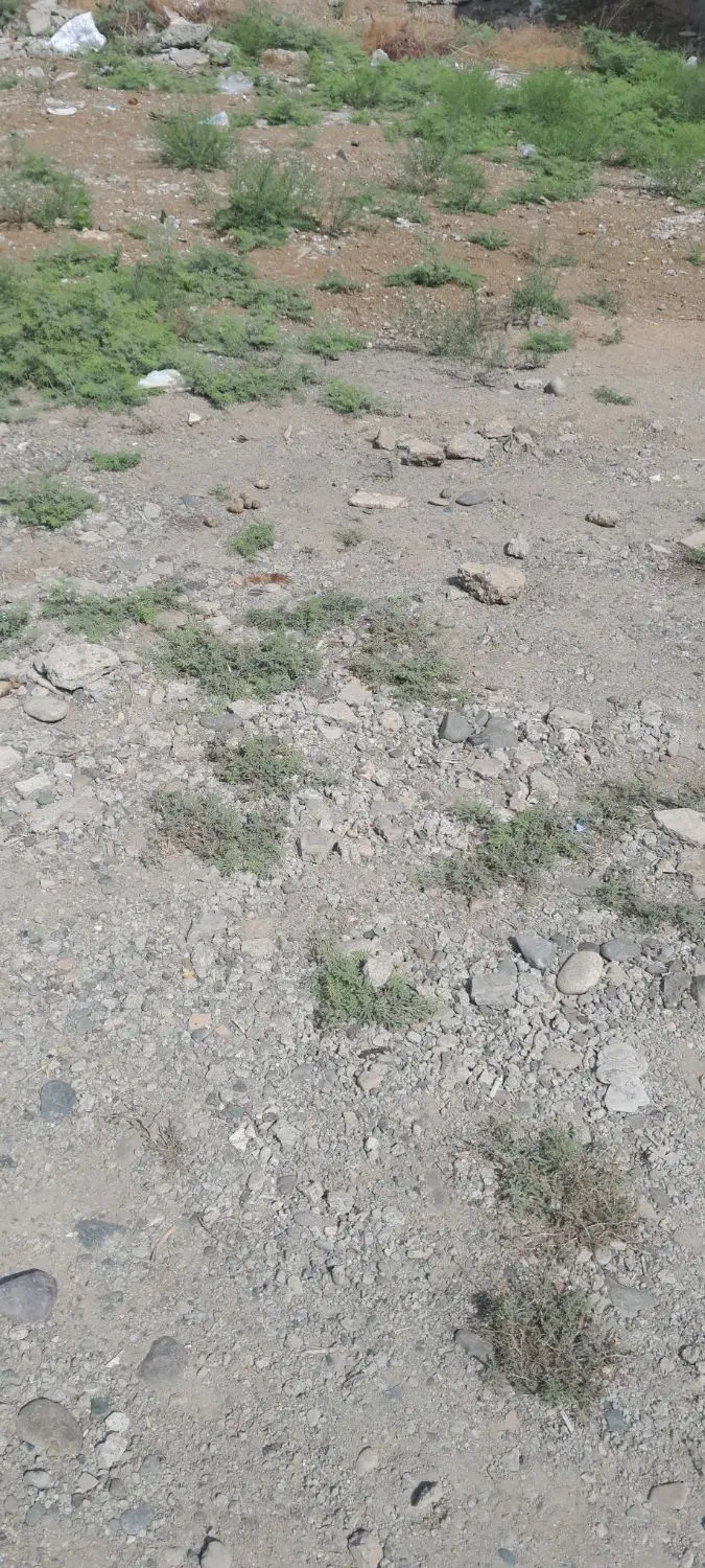 فروش زمین درزمین شیرزاد