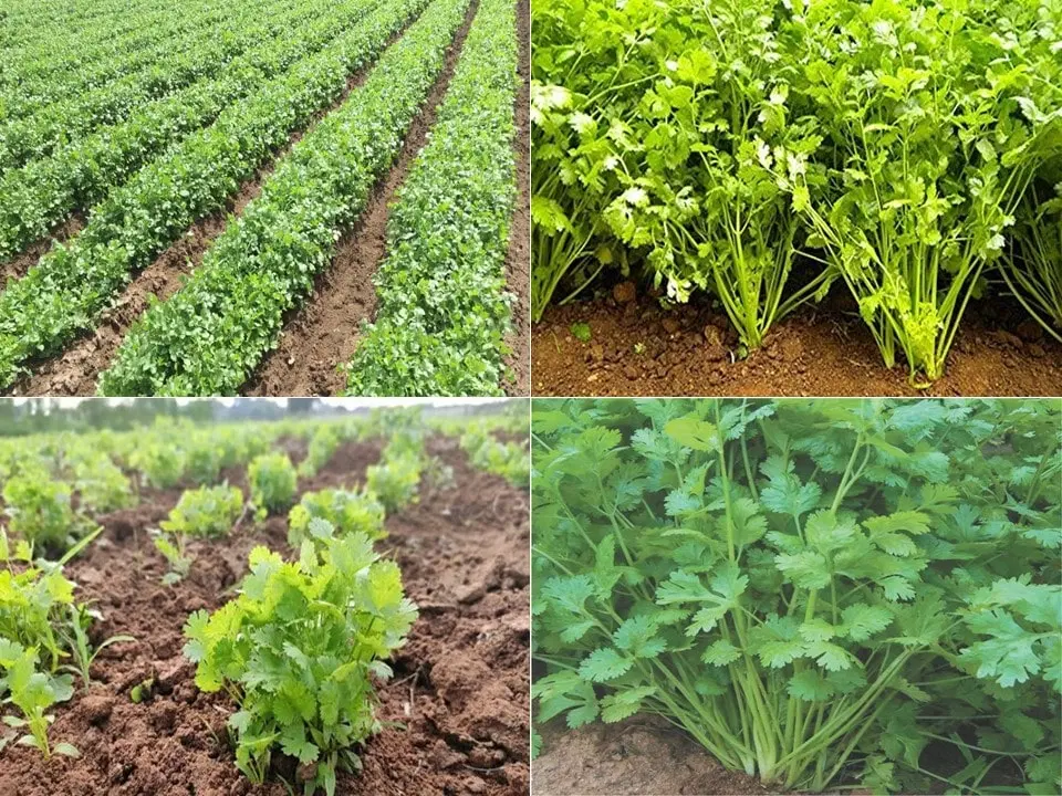 زمین کشاورزی آبی