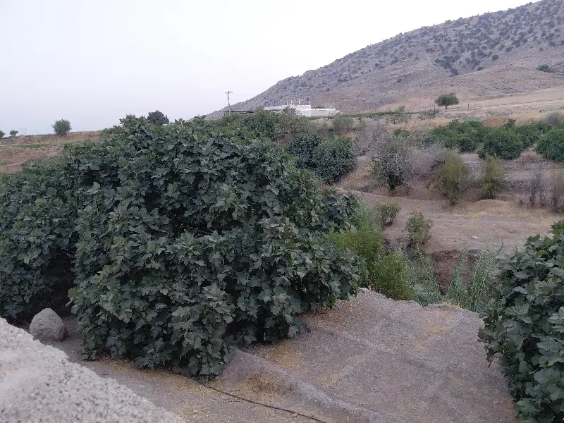 زمین باغ و خانه.. مترتژ بالا