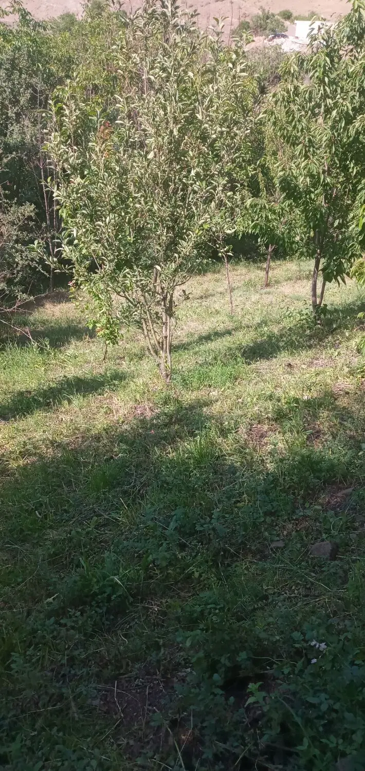 باغ خوش آب و هوا در روستای بادمجین