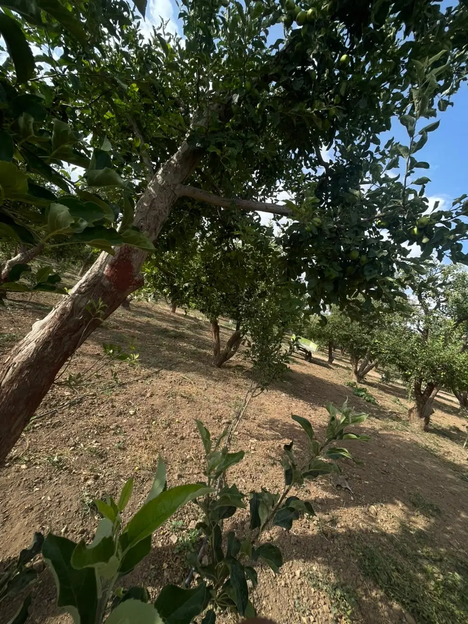 فروش باغ میوه ۴۰ ساله سند تک برگ با جواز ساخت