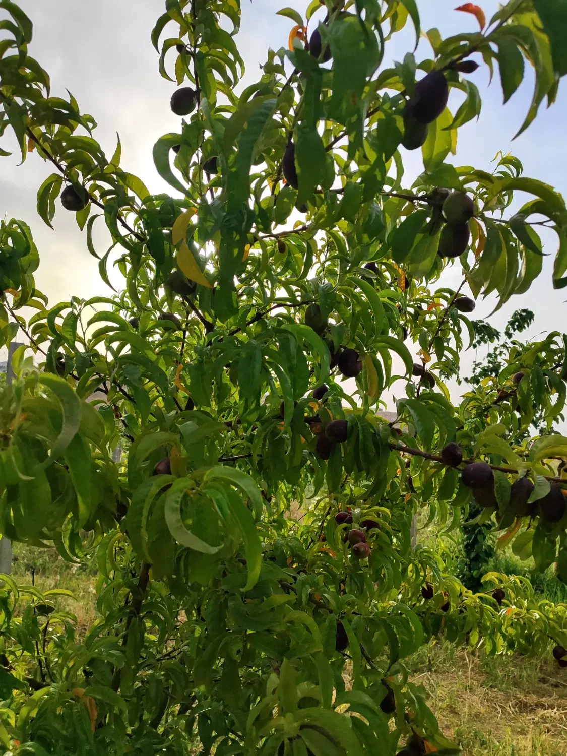 فروش باغ  چغادون