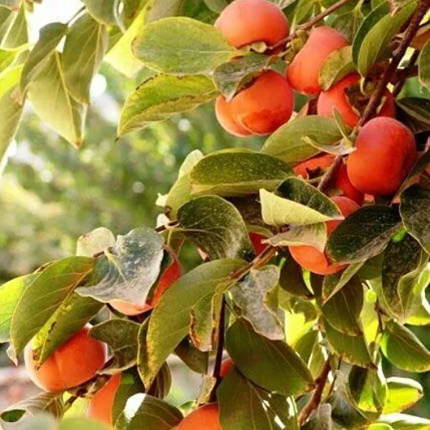 زمین باغی ۳۵۰۰ متر روستای سید میران گرگان