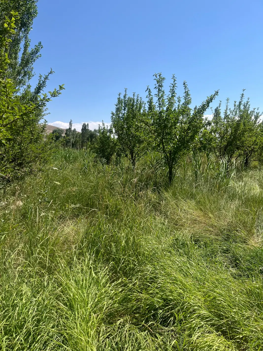 باغ سعیداباد