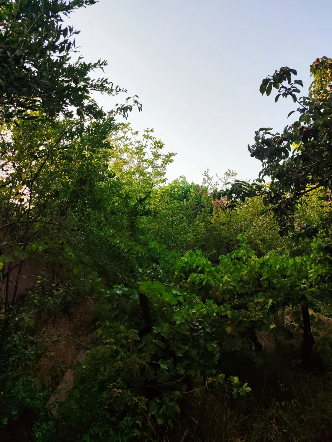 باغ زیبا ماهان
