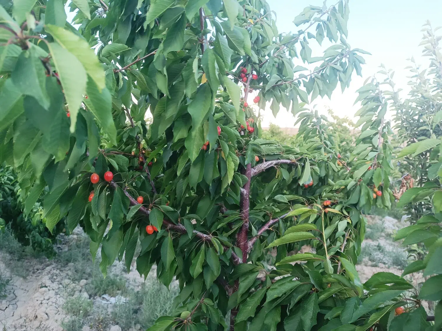 باغ در تپه چناران
