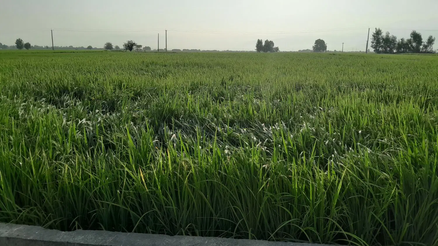فروش یک قطعه  زمین شالی به متراژ ۳۰۰۰متر
