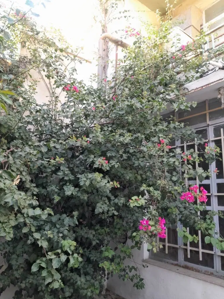 منزل فروشی ۲۵۰ متری خیابان لاله