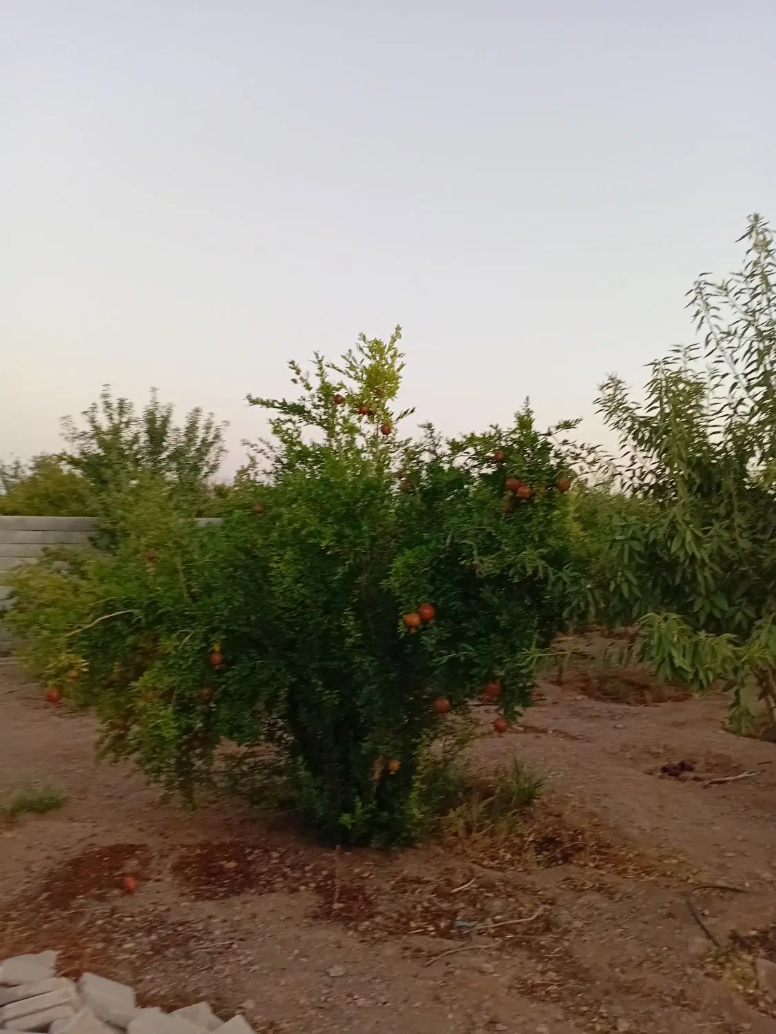 فروش باغ در روستای جهاد آباد
