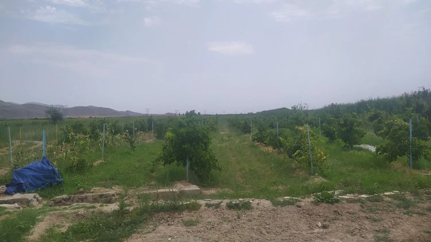 فروش باغ انگور
